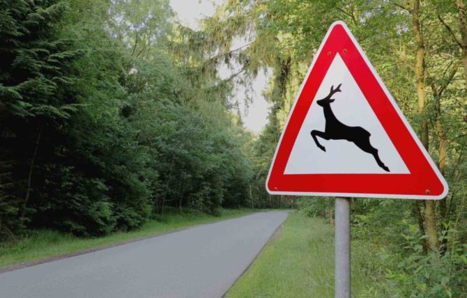 Соликамцев предостерегают: «Внимание, на дороге – животные!»